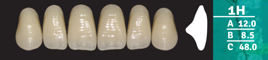 Biodent Upper Anterior - Shades B2- B3