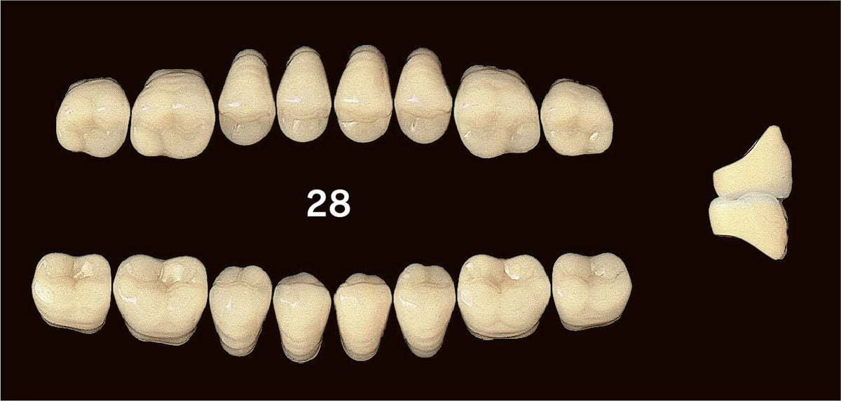 EFUCERA PX Lower Posterior - Shades A1 - A3.5