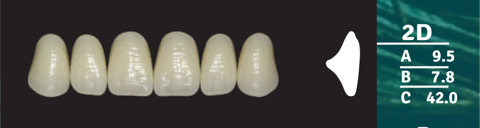Biodent Upper Anterior - Shades B2- B3