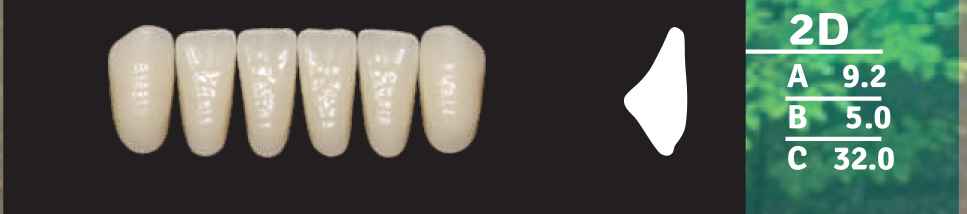 Biodent Lower Anterior - Shades A1 - A4