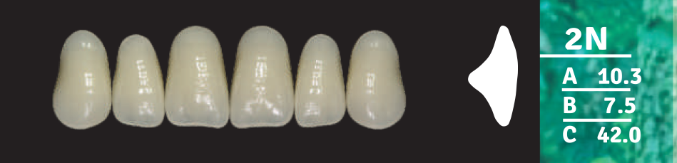 Biodent Upper Anterior - Shades B2- B3