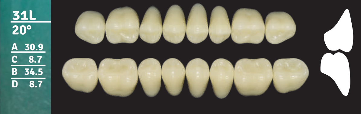 Biodent Upper Posterior - Shades D2 - D3