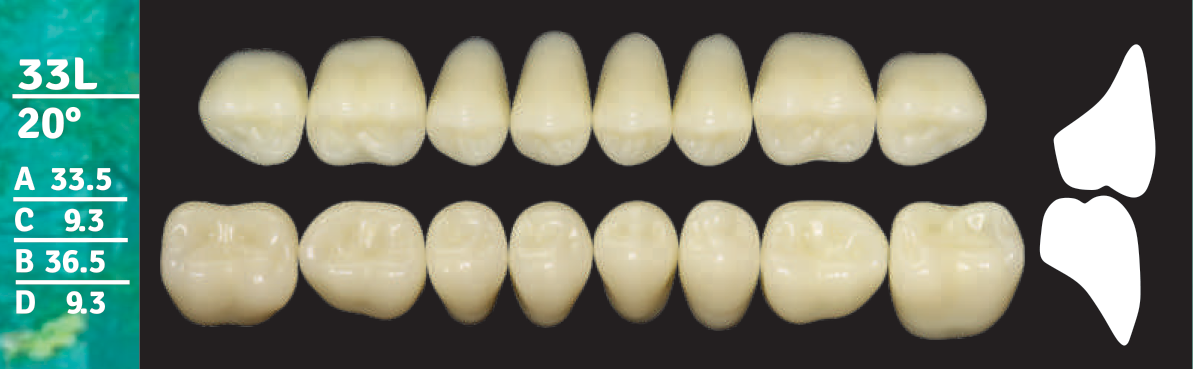 Biodent Upper Posterior - Shades D2 - D3