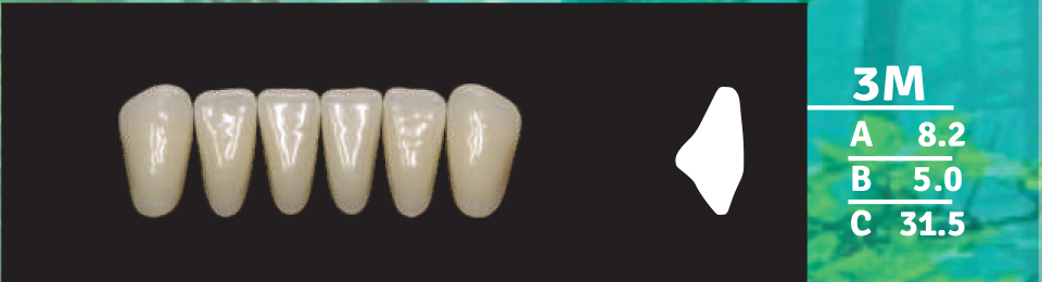Biodent Lower Anterior - Shades A1 - A4