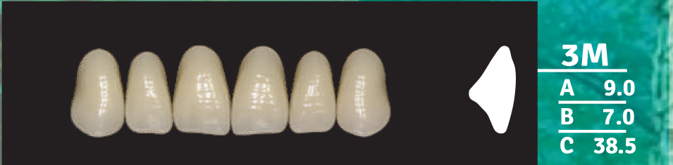 Biodent Upper Anterior - Shades B2- B3