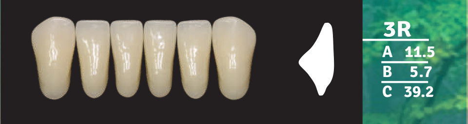 Biodent Lower Anterior - Shades A1 - A4