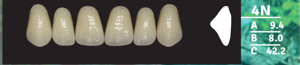 Biodent Upper Anterior - Shades B2- B3