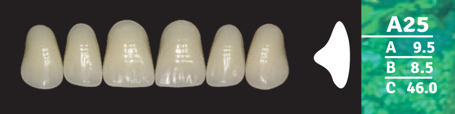 Biodent Upper Anterior - Shades B2- B3