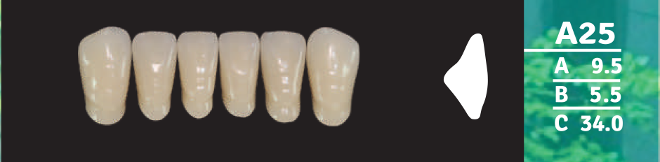 Biodent Lower Anterior - Shades A1 - A4