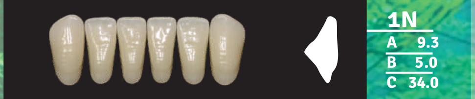 Biodent Lower Anterior - Shades C1 - C3