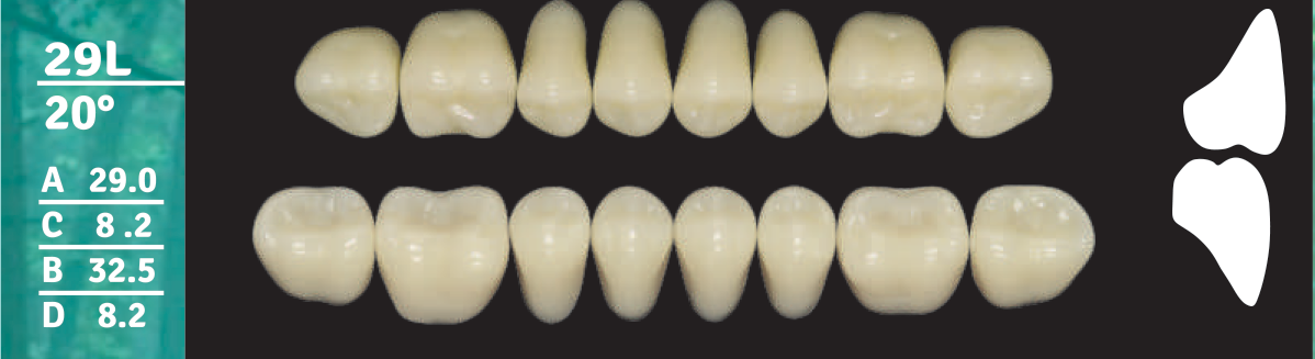 Biodent Upper Posterior - Shades B2 - B3