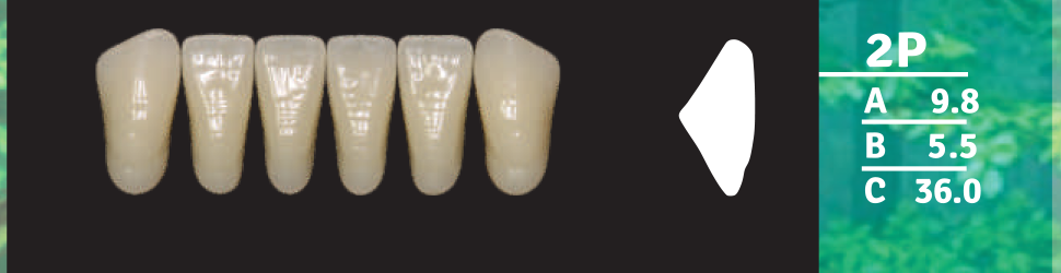 Biodent Lower Anterior - Shades C1 - C3