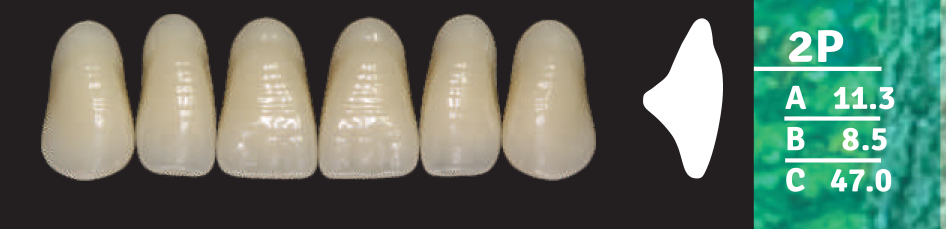 Biodent Upper Anterior - Shades B2- B3