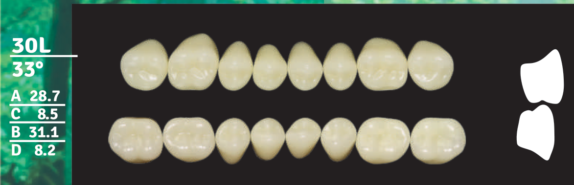 Biodent Lower Posterior - Shades B2 - B3