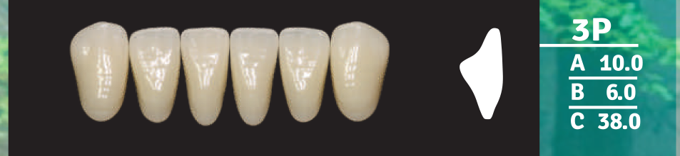 Biodent Lower Anterior - Shades C1 - C3