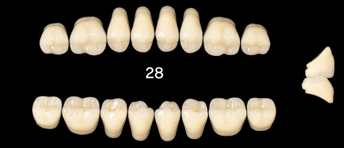 Efucera AC Upper Posterior - Shades A4; B1-B3