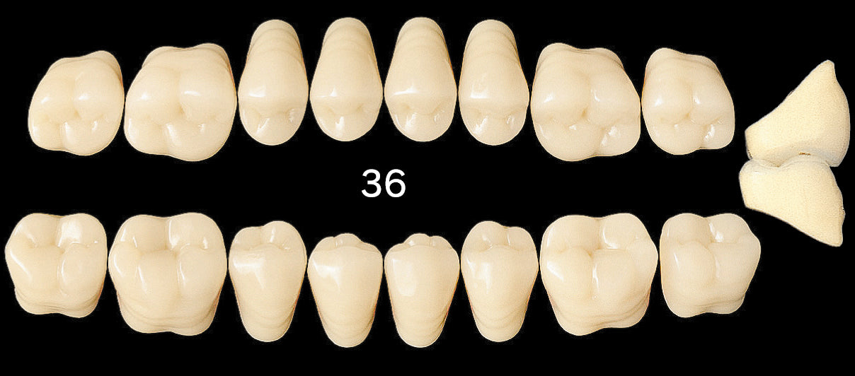 Efucera AC Upper Posterior - Shades A4; B1-B3