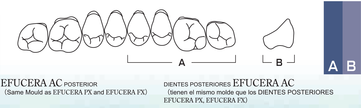 Efucera AC Upper Posterior - Shades  Shades C1 - C3; D2