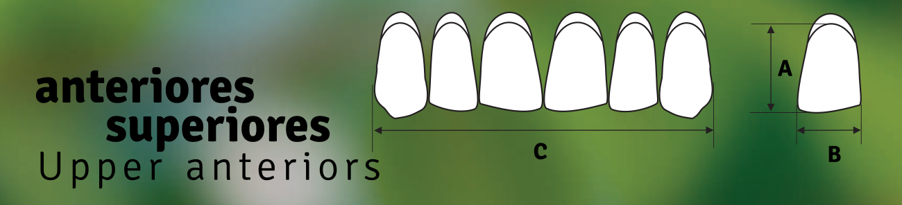 Biodent Upper Anterior - Shades A1 - A4
