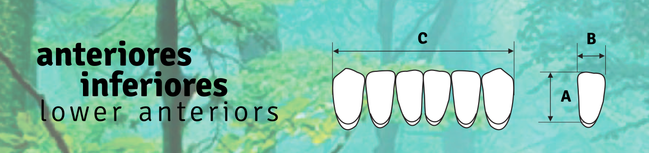 Biodent Lower Anterior - Shades C1 - C3